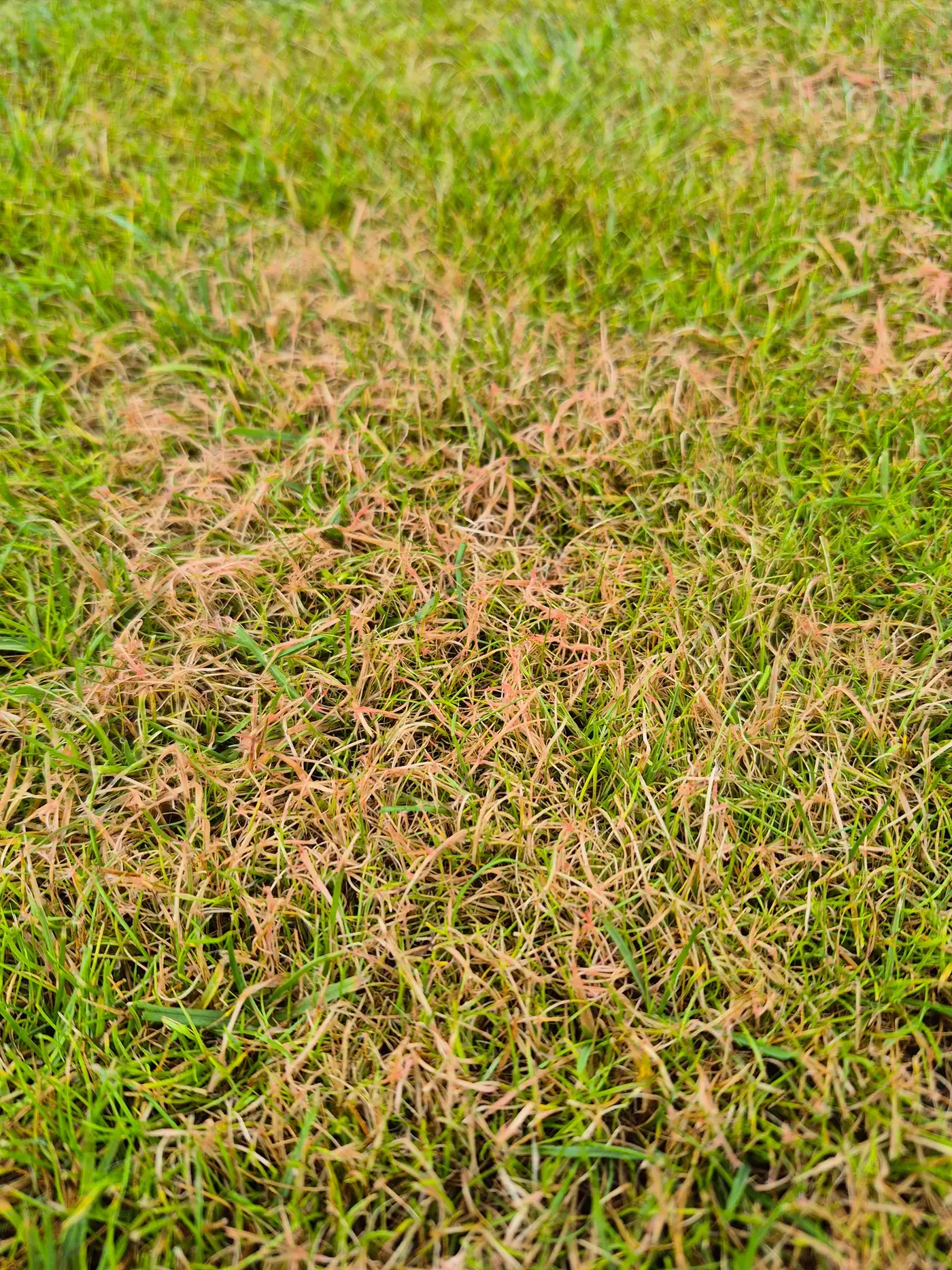 Close-up of red thread disease showing pink mycelium and bleached grass tips on a North Cornwall lawn